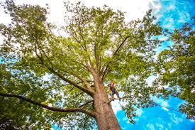 Best Organic Lawn Care Solutions  in Ridgetop, TN