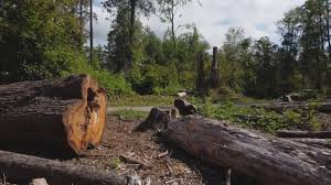 Best Seasonal Cleanup (Spring/Fall)  in Ridgetop, TN