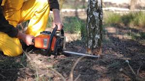 Best Arborist Consultation Services  in Ridgetop, TN