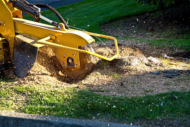 Best Pest Control for Lawns  in Ridgetop, TN
